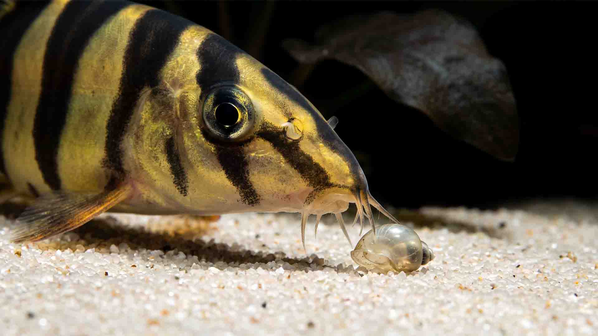 Zebra loach Botia striata actively hunting pest bladder snails on fine sand near plant roots.